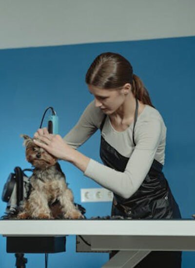 Why-Grooming-is-Important-for-Your-Dog's-Health