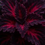 coleus black dragon