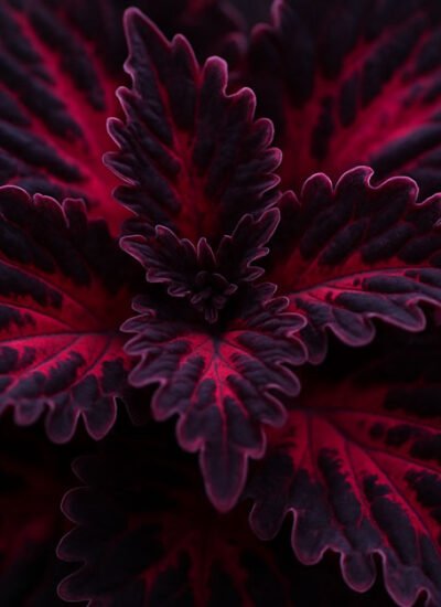 coleus black dragon