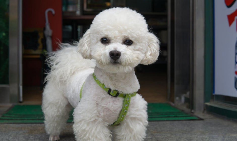 8 Grooming Trends Every Pet Business Owner Should Know