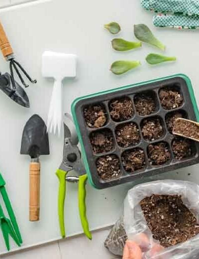 From-Seeds-to-Success-A-Beginner’s-Guide-to-Gardening
