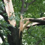 How to Spot Weak Tree Branches Before They Cause Storm Damage