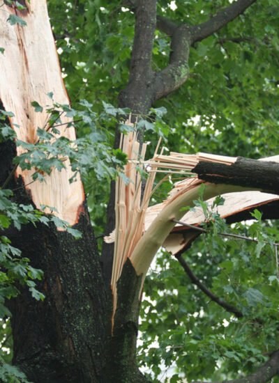 How to Spot Weak Tree Branches Before They Cause Storm Damage