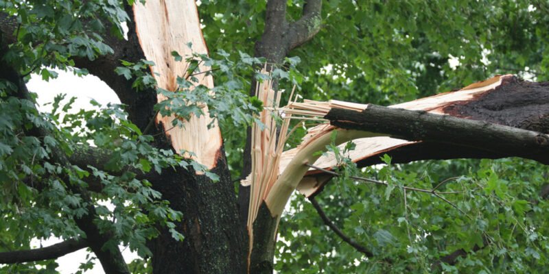How to Spot Weak Tree Branches Before They Cause Storm Damage