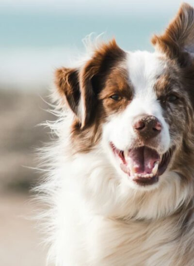 healthy-pup-routines-kids-can-easily-join-in-1