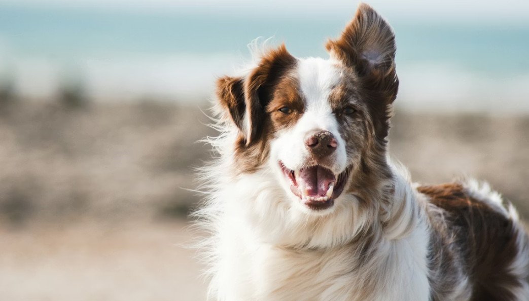 healthy-pup-routines-kids-can-easily-join-in-1