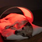 Red Light Therapy for Dogs and Cats