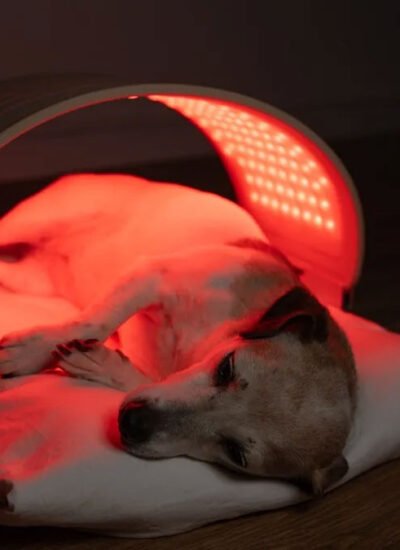 Red Light Therapy for Dogs and Cats