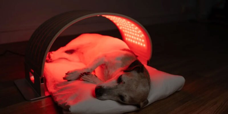 Red Light Therapy for Dogs and Cats
