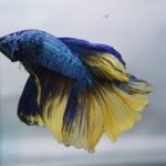 betta-fish-in-the-wild-how-they-live-beyond-the-aq-1