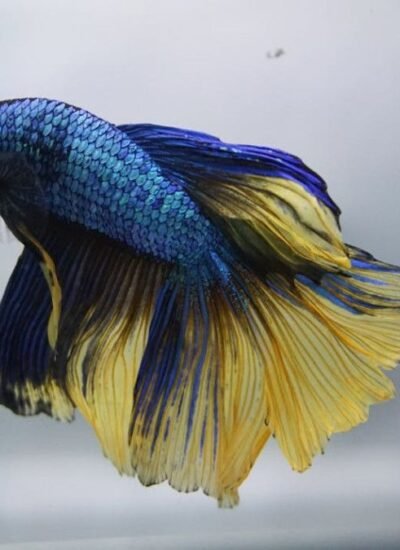 betta-fish-in-the-wild-how-they-live-beyond-the-aq-1