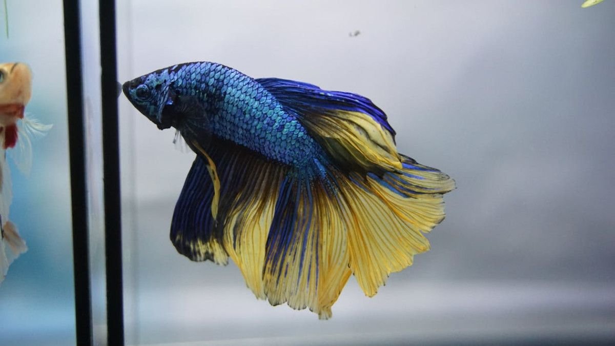 betta-fish-in-the-wild-how-they-live-beyond-the-aq-1
