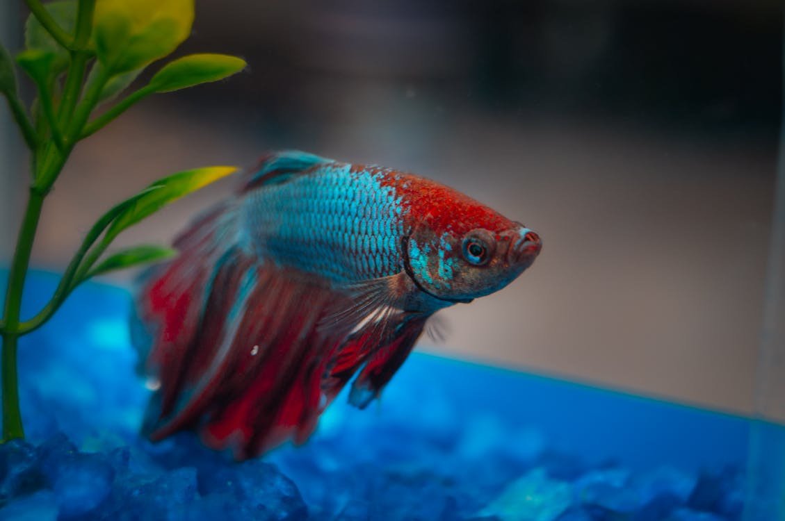 betta-fish-in-the-wild-how-they-live-beyond-the-aq-2