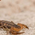 Expert-Guide-to-Scorpion-Proofing-Homes-in-Urban-Environments