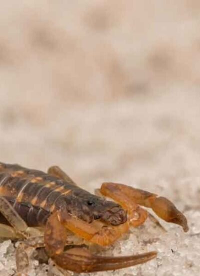 Expert-Guide-to-Scorpion-Proofing-Homes-in-Urban-Environments