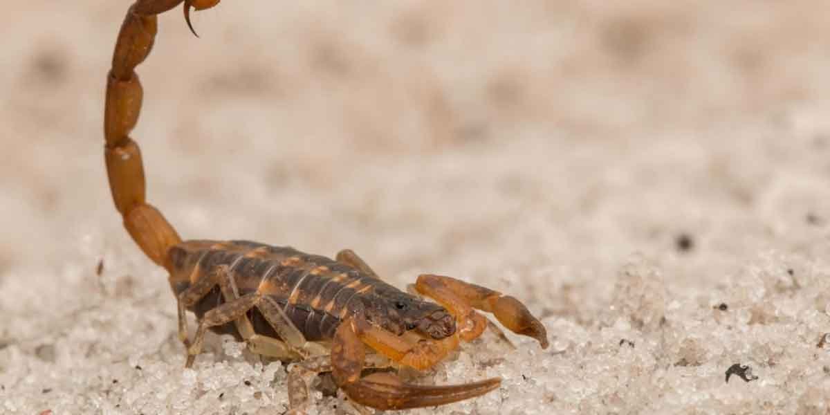 Expert-Guide-to-Scorpion-Proofing-Homes-in-Urban-Environments