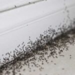 Identifying Hidden Pests: Professional Prevention Tips