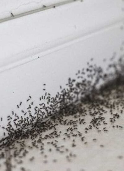 Identifying Hidden Pests: Professional Prevention Tips
