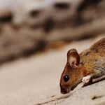 pest-infestation-control-and-vermin-extermination-1