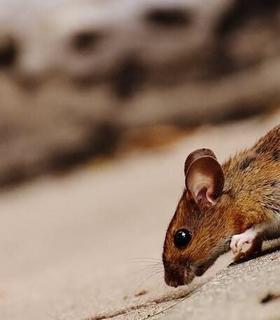pest-infestation-control-and-vermin-extermination-1