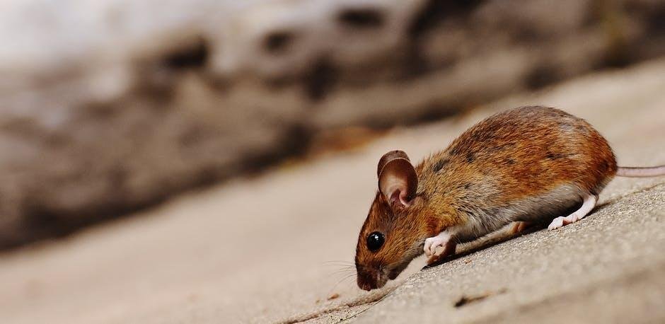 pest-infestation-control-and-vermin-extermination-1